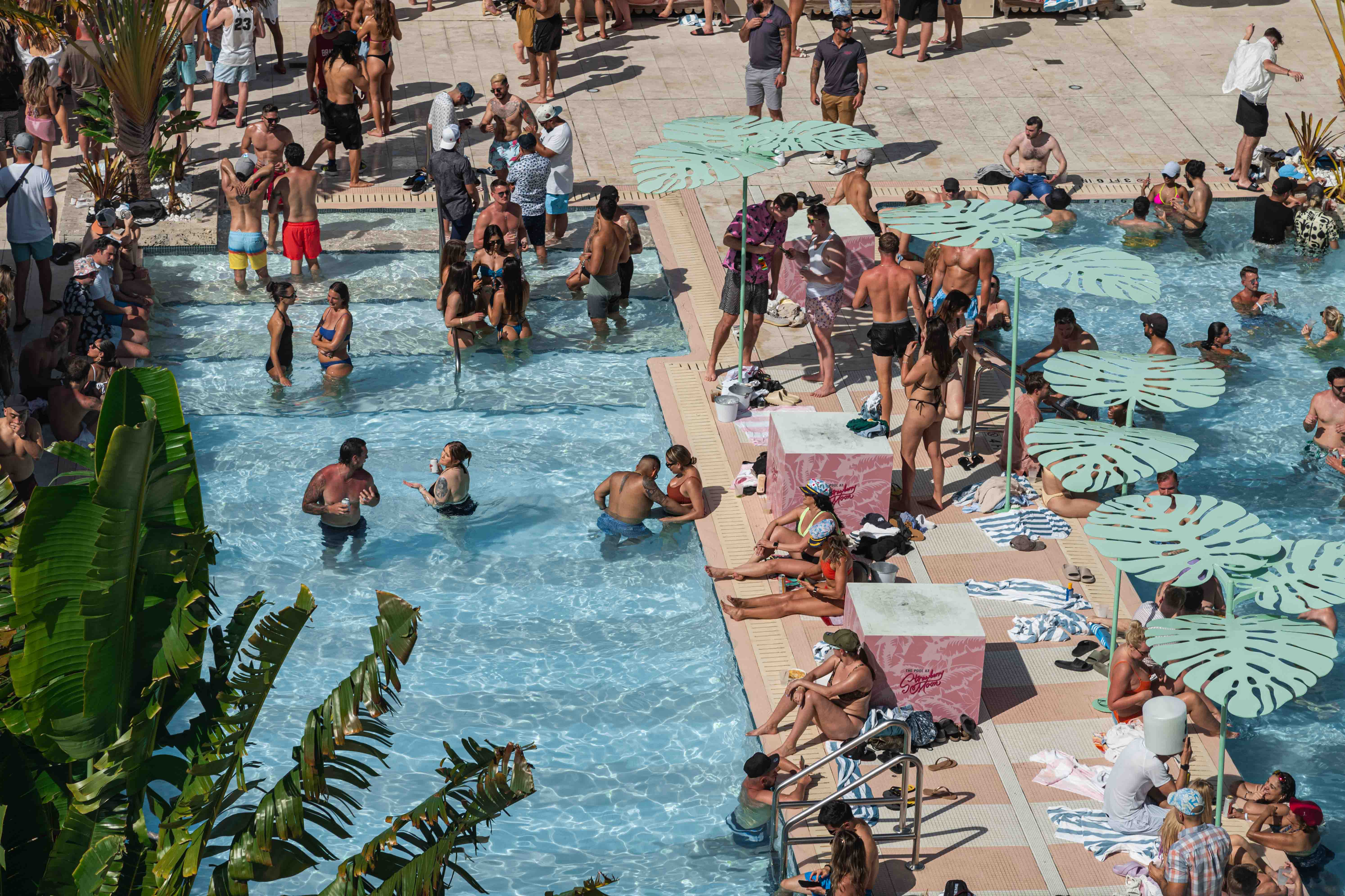 MİAMİ | Kilted Turkey