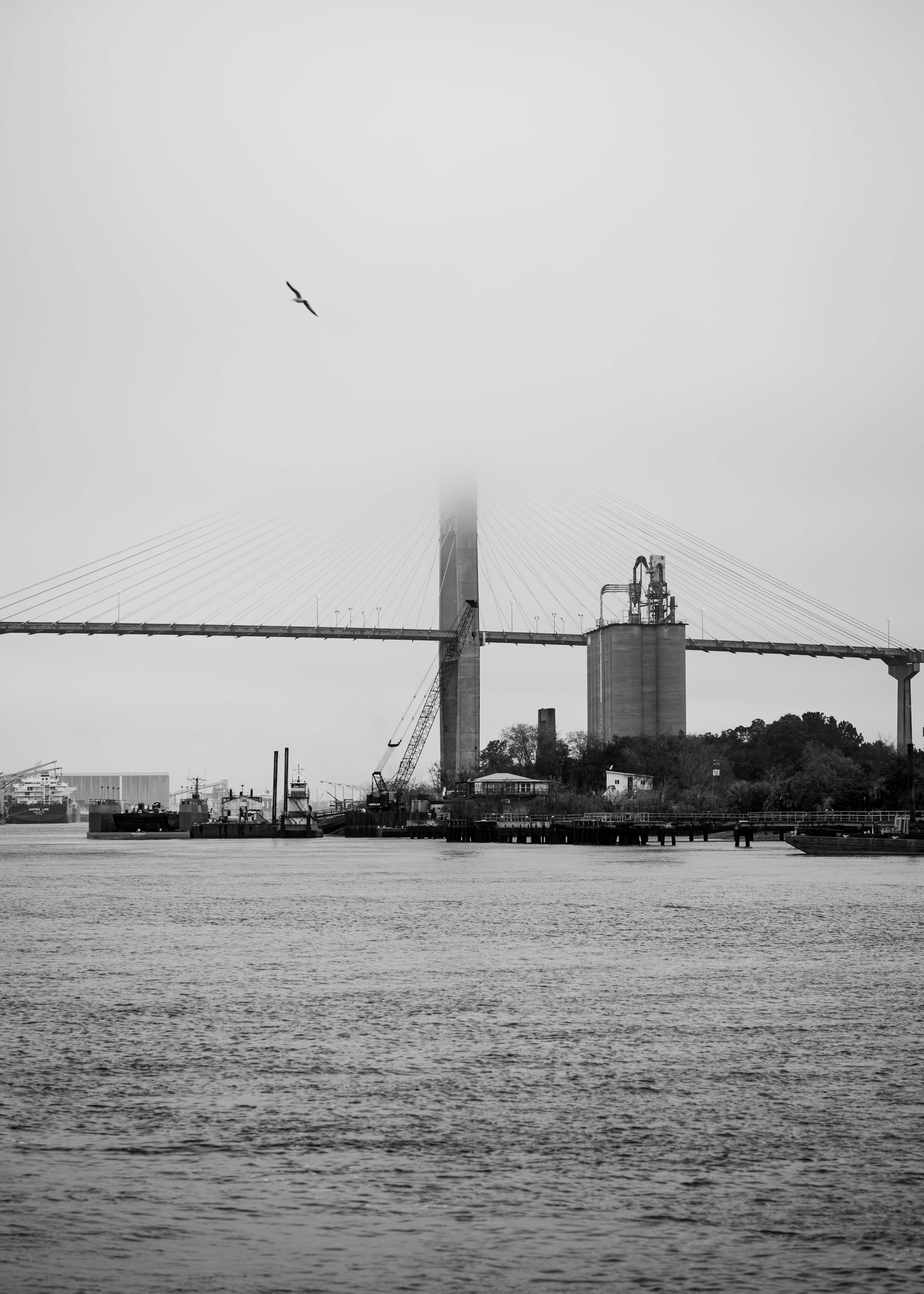 SİYAH & BEYAZ - Kilted Turkey